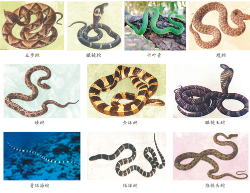 蛇咬、虫蜇……如何应对常见动物伤害？