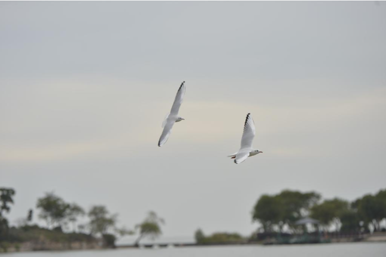 太湖新生记：一湖清水的绿色攻坚战