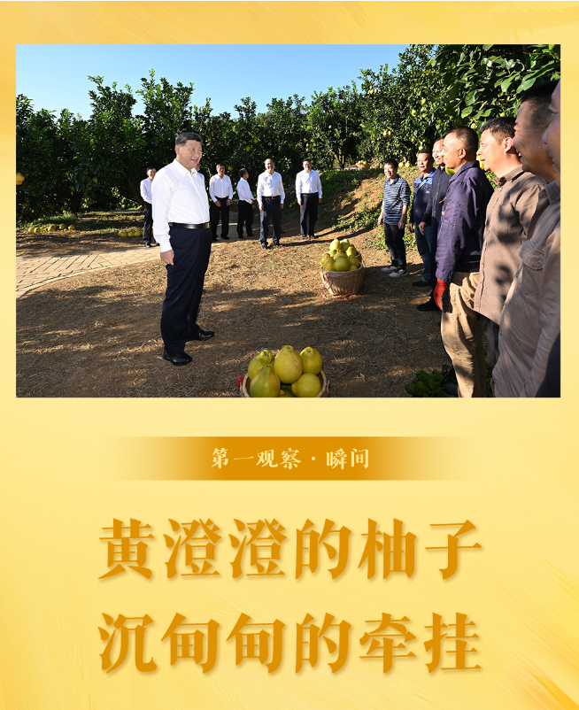 第一观察·瞬间 | 黄澄澄的柚子，沉甸甸的牵挂
