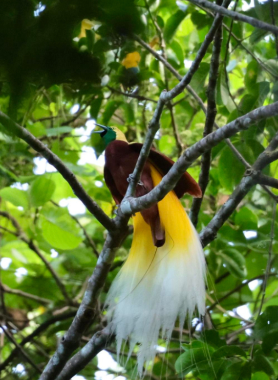 天堂鸟的栖息“天堂”