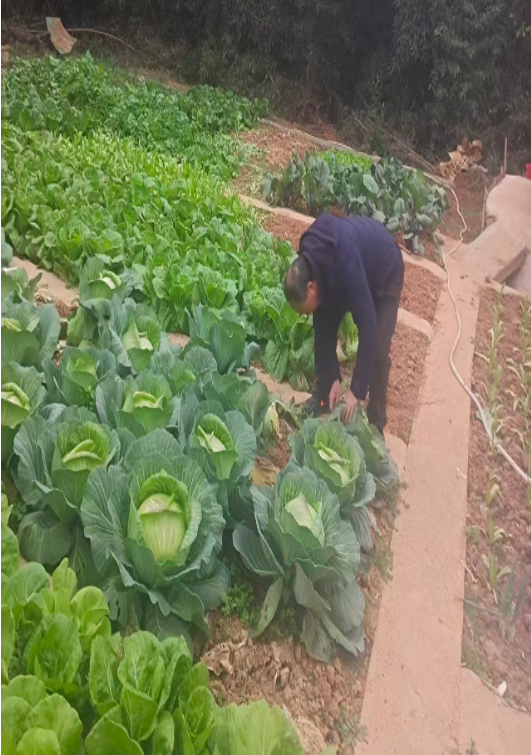 把根留住，耕地守护里的烟火幸福