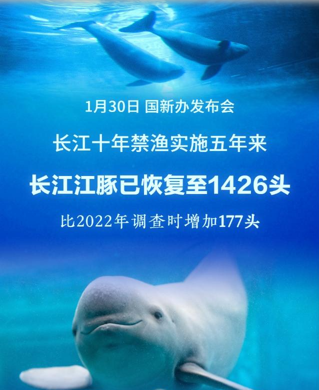 1426头！长江江豚数量实现恢复性增长
