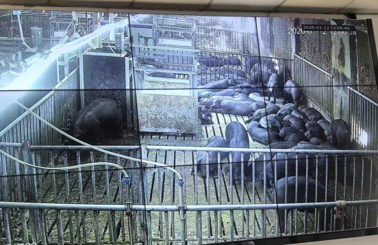 科技铸链 政企同心 解锁生猪产业振兴新密码