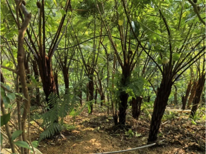 梅州探索实践中医药现代化产业的思考——基于新质生产力、苏区融湾、产教融合的理论深化与实践创新
