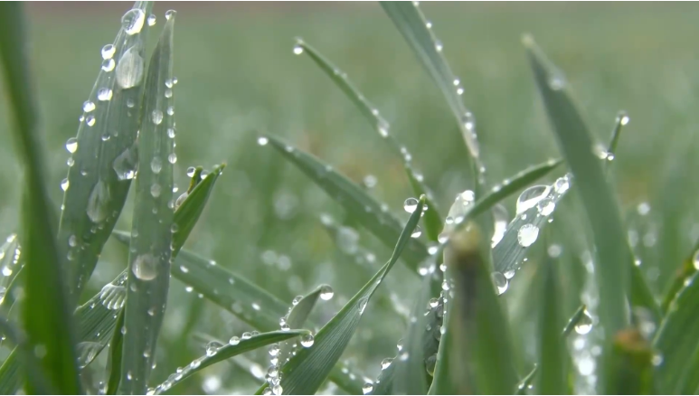 春耕新力量丨这个“田管家”，“管”出田间好收成