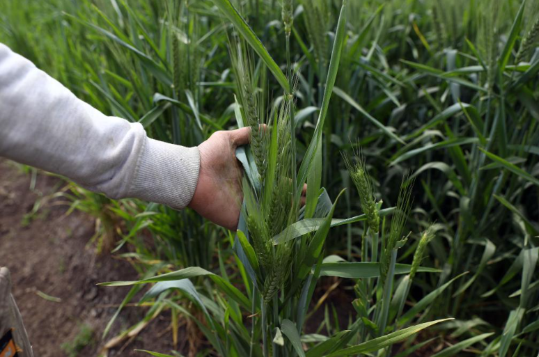 世贸组织官员：中东战事波及全球粮食安全