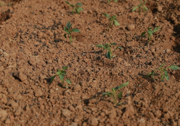 “春日经济”下，“共享菜园”为啥火了？