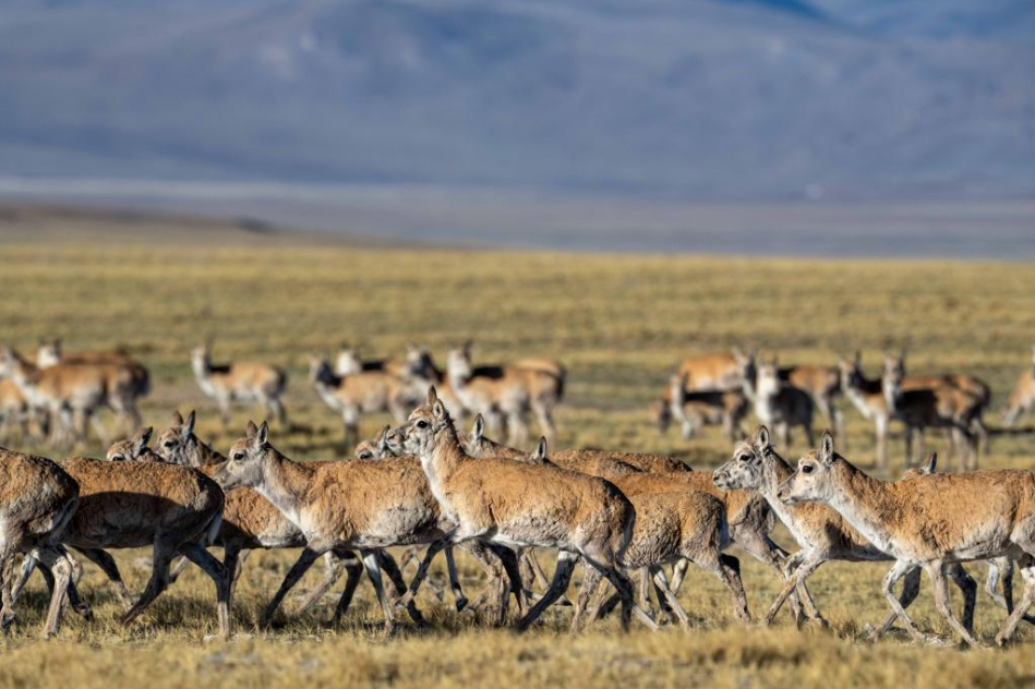 特稿丨共建万物和谐的美丽家园——全球生物多样性保护的中国贡献