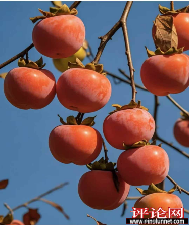 柿子熟了的时候