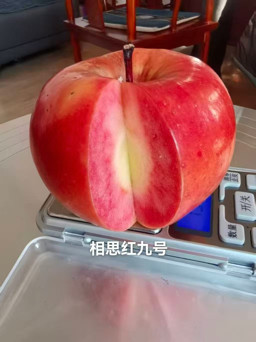 专家赋能科技兴农 良种助力乡村振兴｜伊凯研究员一行在北京基地开展苹果新品种专项考察交流