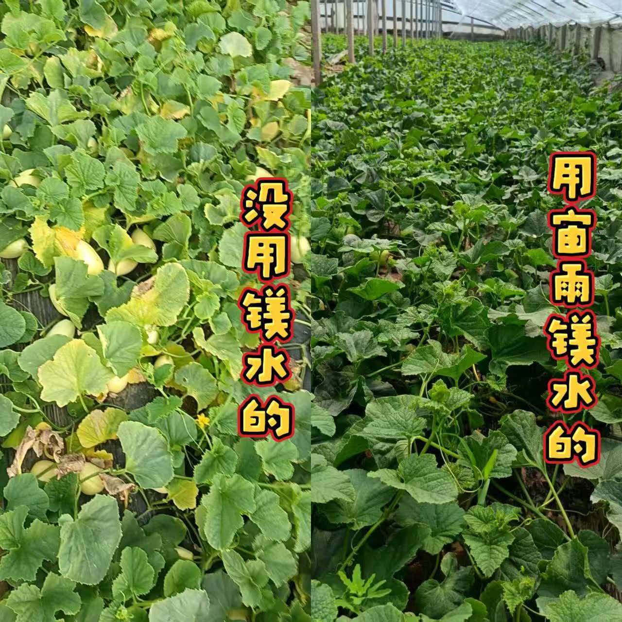 中国新时代农业大变革“生物镁肥”：颠覆传统农业，引领全人类守护全民零残食品安全