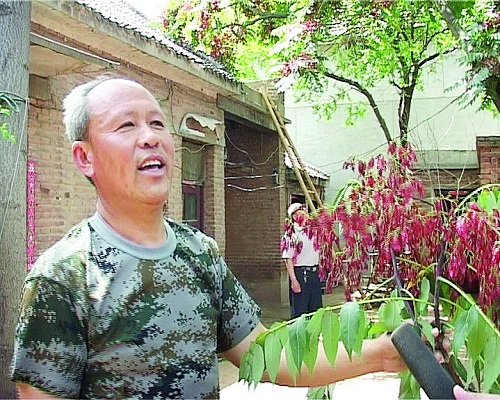 河北大名有棵奇特红果椿树
