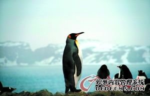 六万元就能自助游南极(组图)
