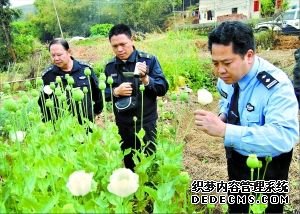 现场查获的罂粟。