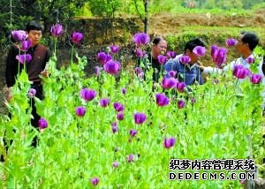 现场查获的罂粟。