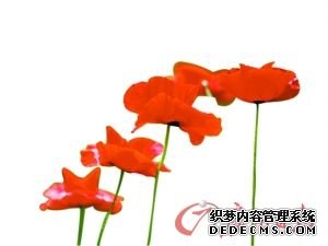 艳丽的罂粟花。资料图片